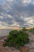 Sunset over pink wild rose bush growing on the stones of Mangalsala Eastern jetty, Riga