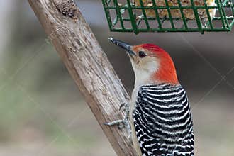 Red-bellied woodpecker