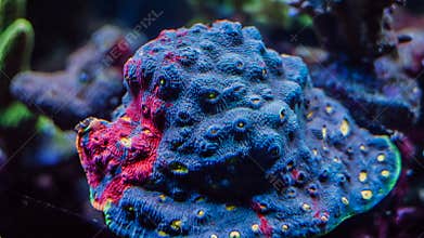 Beautiful underwater multi color neon coral reef and sea life on aquarium tank