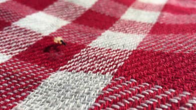 One ant carry a large bread crumb