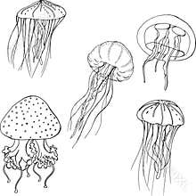 set of jellyfish line, marine sketch