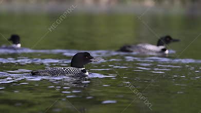 A Common Loon in Maine