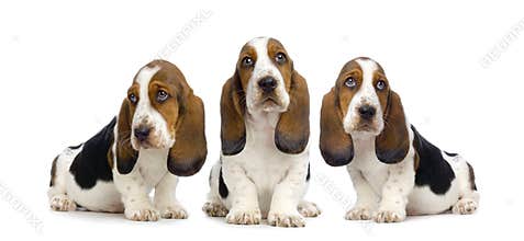 Hush Puppies
