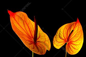 Close up of backlit anthurium flowers on black background close up on dark background