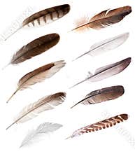 Ten feathers from different birds