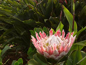 King Protea, with copyspace