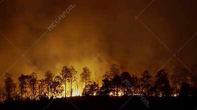 Forest fire disaster  burning caused by human