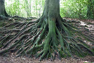 Network of roots from big old tree