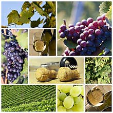 Wine and vineyard collage