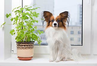 Dog and flower on window
