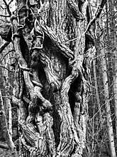 Black & White Tree