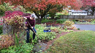 Middle aged woman digging the remains of a dead bush out of a front yard garden in the fall