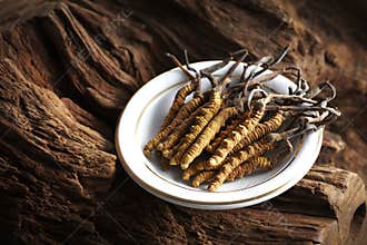 Ingredient used in Traditional Chinese Medicine is