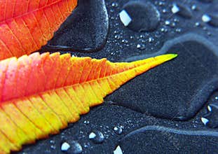 Closeup leaf
