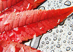 Leaf