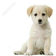 Labrador retriever cream