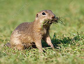 European ground squirrel eat on green meadow, Spermophilus citellus