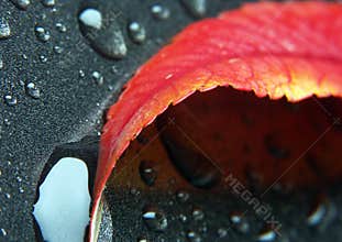 Leaf