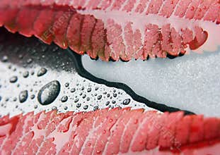 Leaf