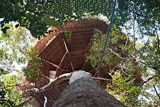 House on Big Tree