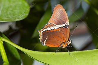 Beautiful butterfly