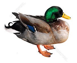 Isolated mallard duck