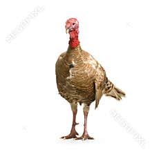 Turkey