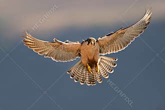 Lanner falcon landing