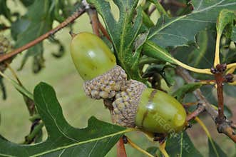 Tree Identification. Fruit. White Oak. Quercus Alba