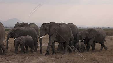 An Elephant in Kenya, Africa