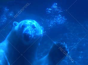 Cute polar bear