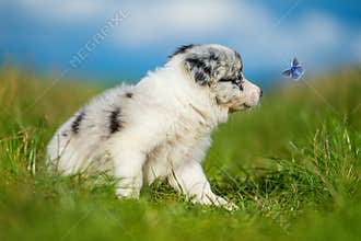 Cute border collie puppy with a butterfly