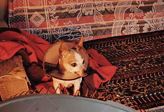 Dog of Chihuahua with Shame circle