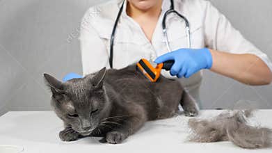 Woman veterinarian in gloves combing a gray cat with a brush