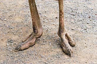 Ostrich Feet