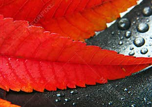 Colorful leaf