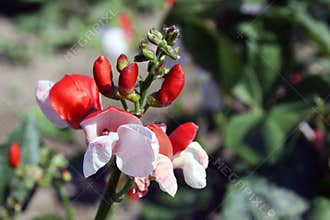 Flowers of Runner bean