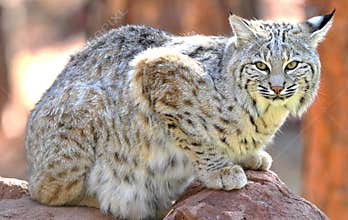 North american bobcat yellowstone nat park,idaho