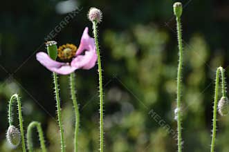 Lavander purple poppy flower in a sunny meadow. Vertical stems.