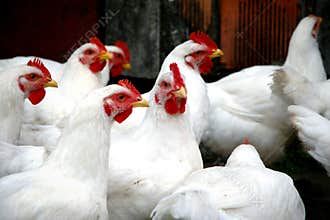Chickens