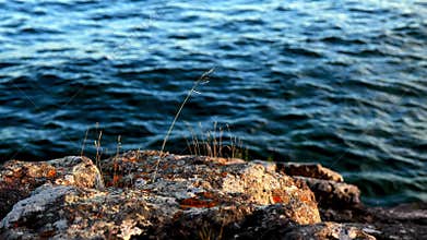 Calming clip of rocky lake shoreline in closeup, with stems of tall grass