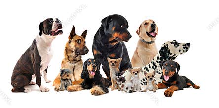 Group of dogs