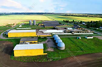 Farm with cows and pigs in the village, aerial view. Cowsheds near agriculture field. Production of milk and Animal husbandry