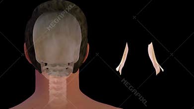Location of Lacrimal gland in Human