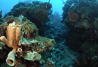 Aquatic life on coral reef