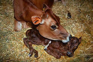 Mother cow with newborn calf