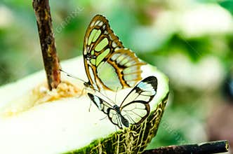 Glass or mirrored butterfly, transparent Greta Oto, lepidopteron