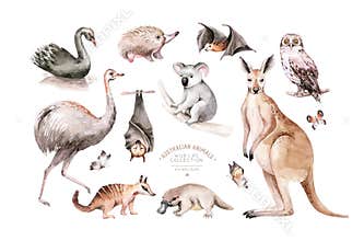 Watercolor australian cartoon kangaroo, ostrich Emu , koala and flying fox, owl, Echidna . Australian Black Swan and