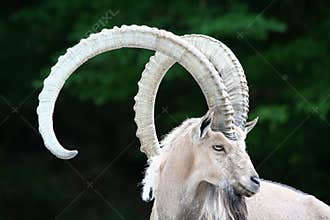 Alpine ibex