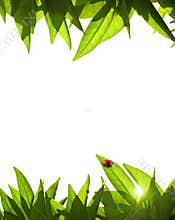 Foliage Frame